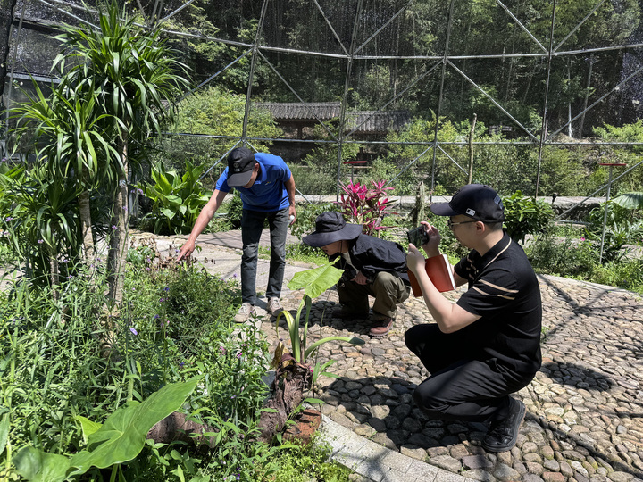记者蹲点泰顺大溪源蝴蝶谷，大山深处，相逢蝴蝶经济