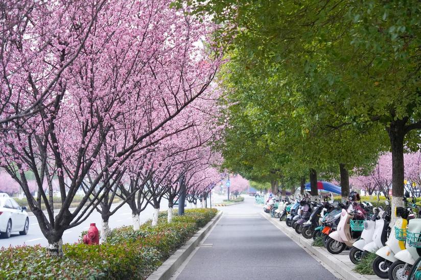 以“绣花”功夫做好精细化养护 余杭城管铺展“四季有景”城市画卷