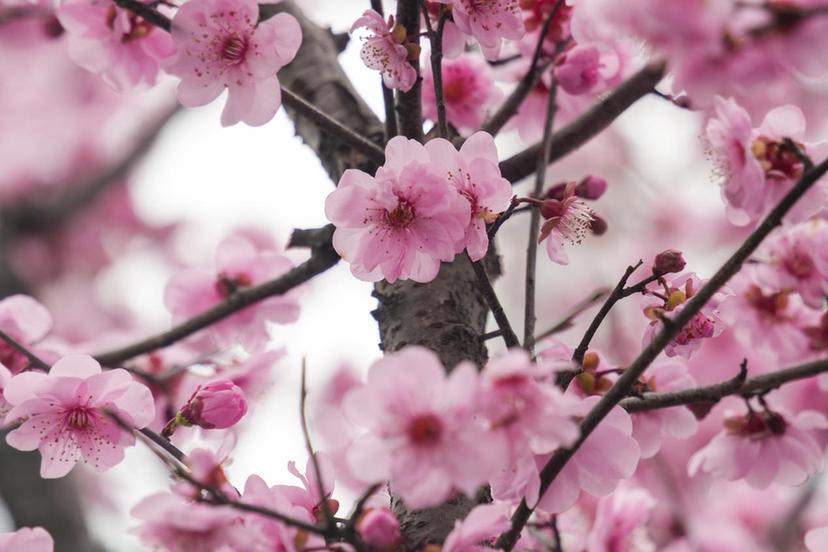 以“绣花”功夫做好精细化养护 余杭城管铺展“四季有景”城市画卷