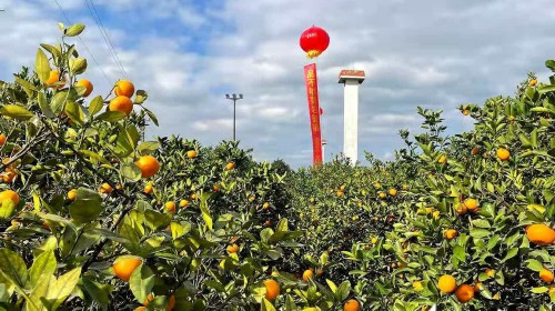 台州黄岩：“橙黄橘绿”正当时“蜜橘之乡”迎盛节