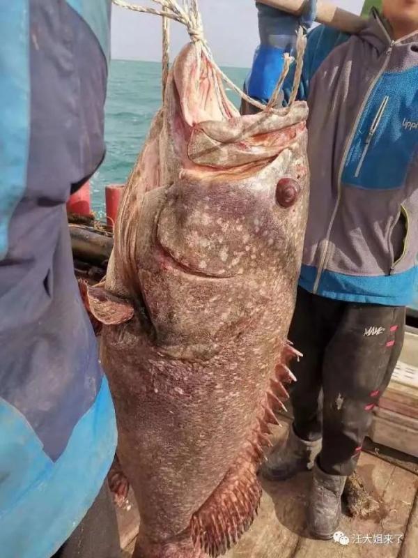 96斤，野生的！浙江一船老大捕获巨型石斑鱼！最后卖了…