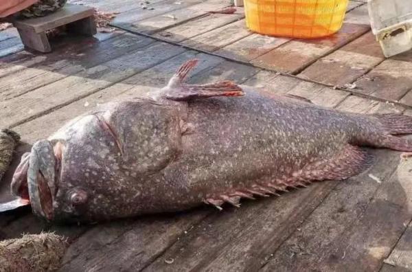 96斤，野生的！浙江一船老大捕获巨型石斑鱼！最后卖了…