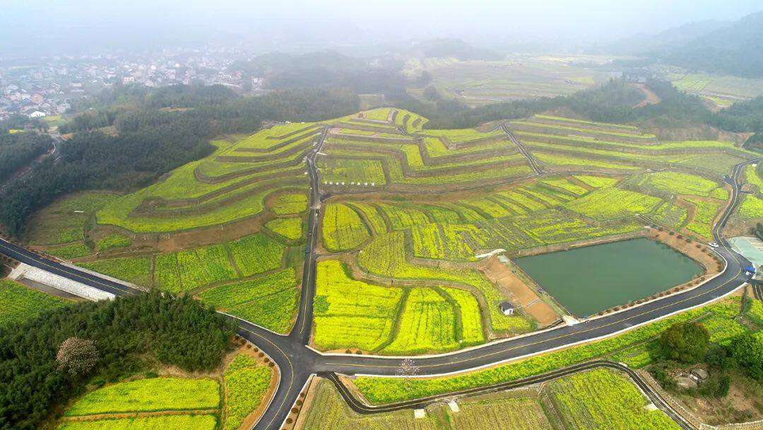 科技感+网红范,杭州富阳潘堰村“海绵农田”油菜花开满地黄