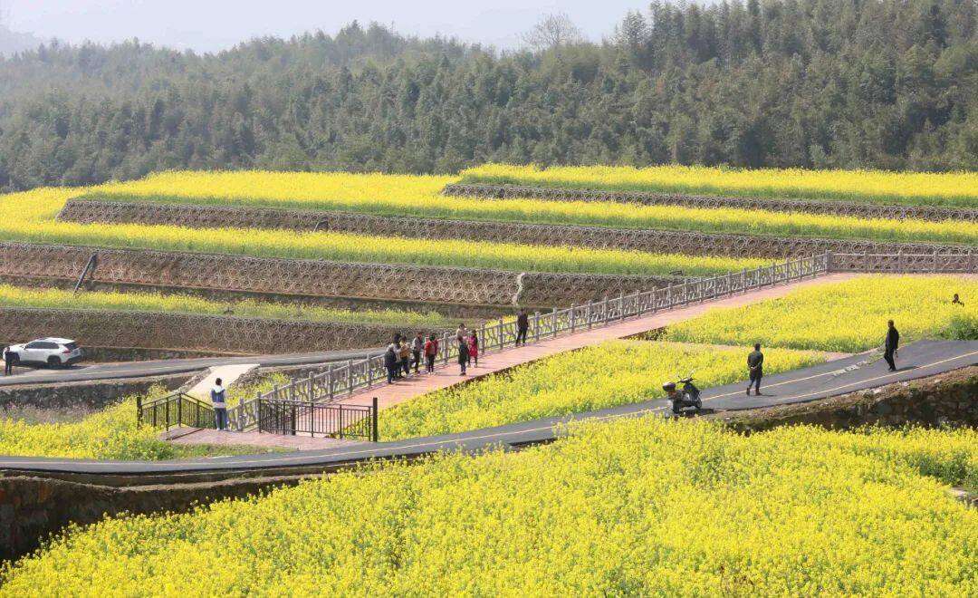 科技感+网红范,杭州富阳潘堰村“海绵农田”油菜花开满地黄