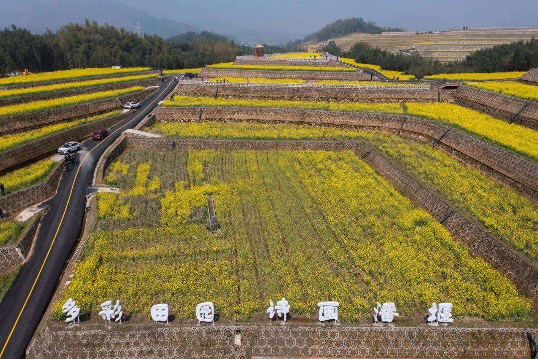 科技感+网红范,杭州富阳潘堰村“海绵农田”油菜花开满地黄