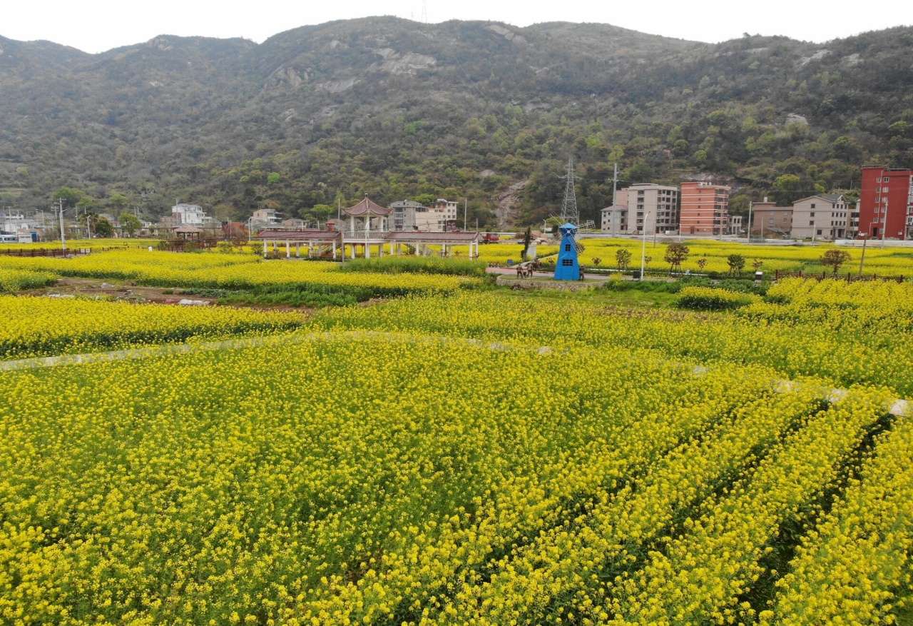 浙江温州：农旅融合绘就“花漾海岛”共富图