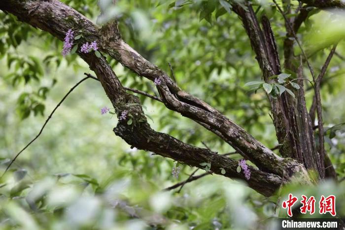 杭州淳安发现国家一级保护野生植物象鼻兰(图)
