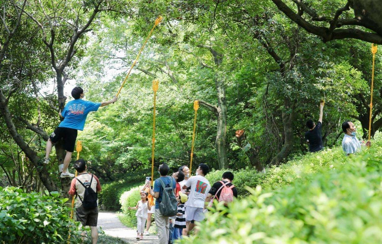 共享“梅”好生活！杭州临平：杨梅采摘节尽享“古韵超山”