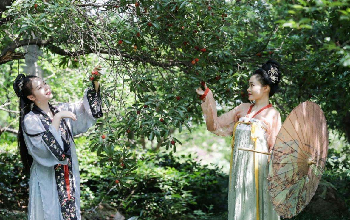 共享“梅”好生活！杭州临平：杨梅采摘节尽享“古韵超山”