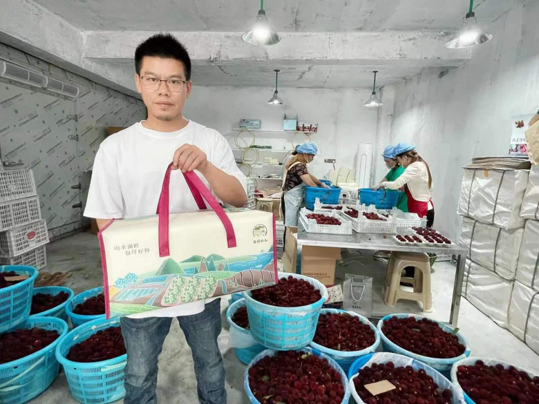 泰顺杨梅好吃又好卖,“甜”在8000农户心中 泰顺杨梅好吃又好卖,“甜”在8000农户心中