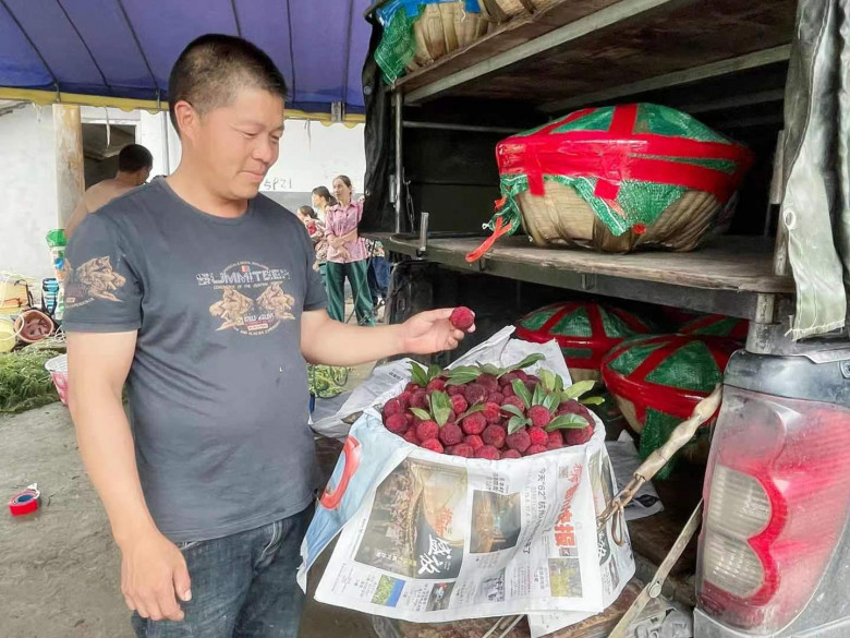 泰顺杨梅好吃又好卖,“甜”在8000农户心中 泰顺杨梅好吃又好卖,“甜”在8000农户心中