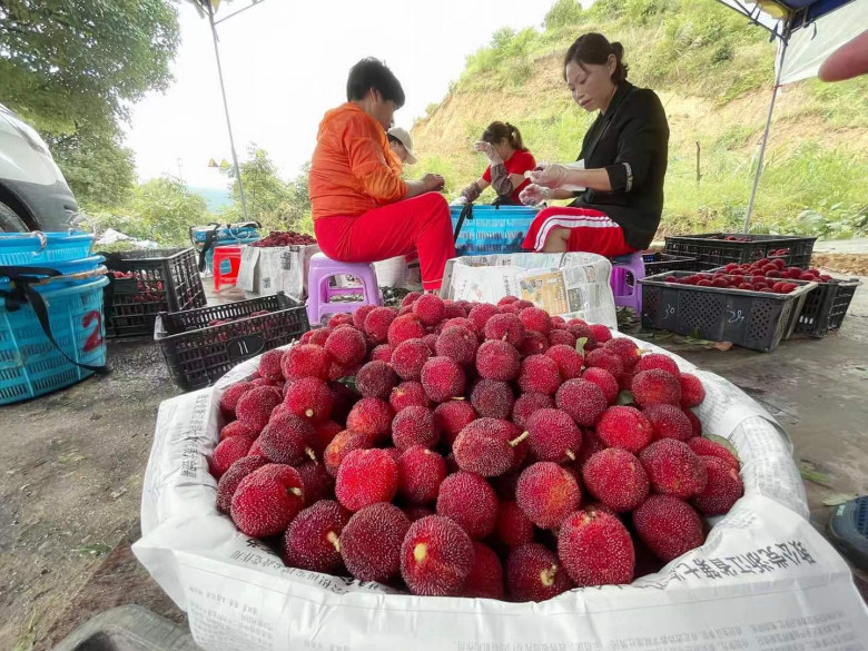 泰顺杨梅好吃又好卖,“甜”在8000农户心中 泰顺杨梅好吃又好卖,“甜”在8000农户心中