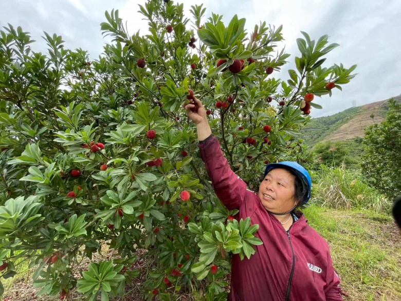 泰顺杨梅好吃又好卖,“甜”在8000农户心中 泰顺杨梅好吃又好卖,“甜”在8000农户心中