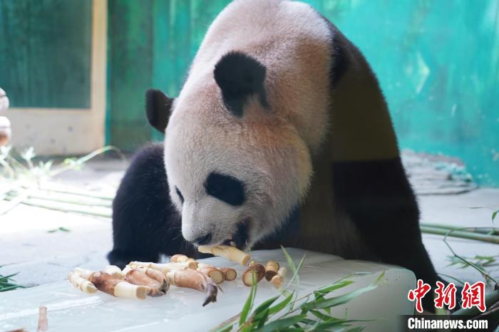 “桑拿模式”开启 杭州野生动物世界动物花式避暑