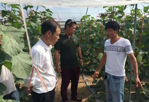 跟着数据种瓜，浙江黄岩“瓜农天下”应用让瓜农避险增收