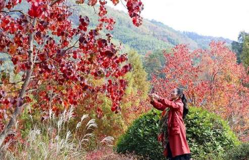 浙江杭州：山乡秋色迎宾客，指南红叶助共富