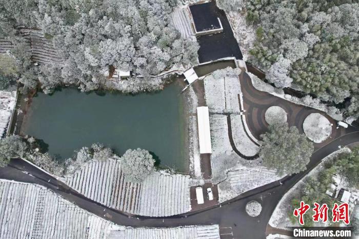 杭州西湖龙井被白雪覆盖 碧色与雪色交融