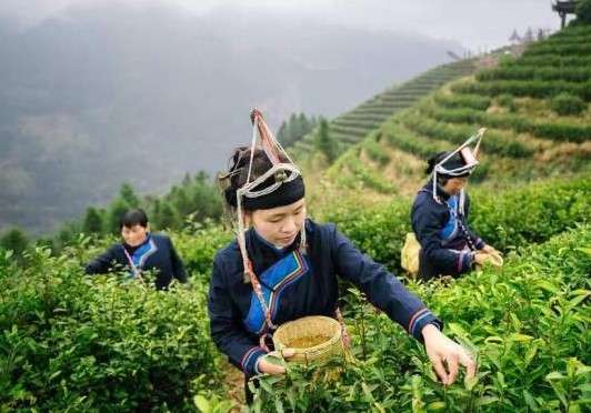 三茶统筹 惠民共富，浙江景宁振兴惠明茶产业推进高质量发展