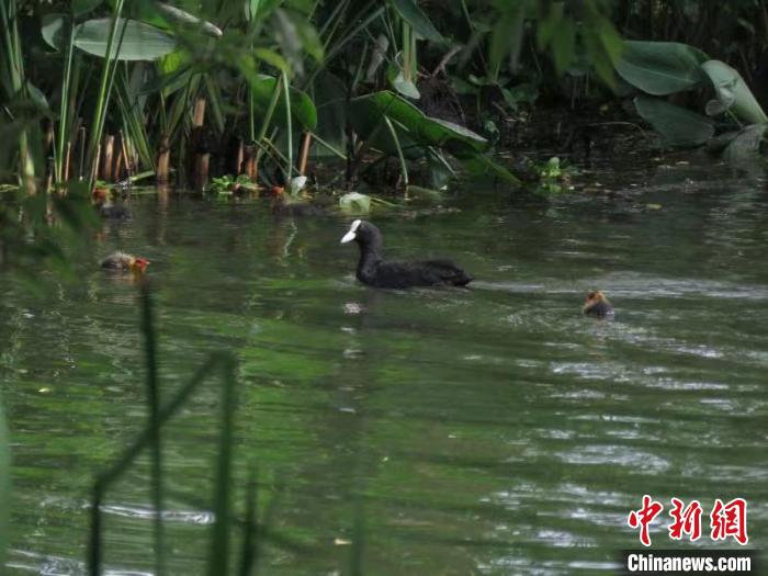 浙江西湖首次发现国家二级保护动物骨顶鸡繁育