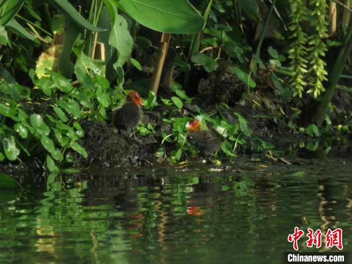 浙江西湖首次发现国家二级保护动物骨顶鸡繁育