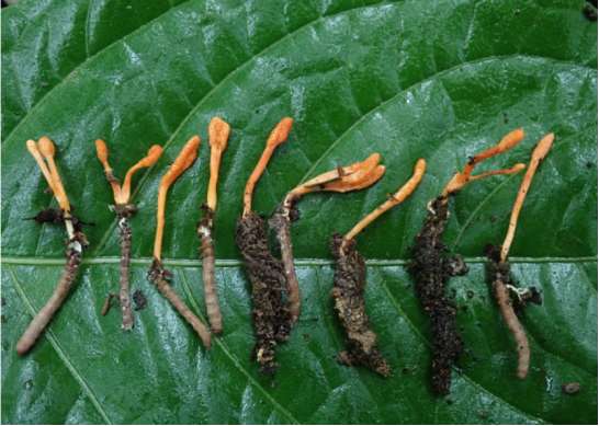 浙江开化发现虫草全球新物种，以“开化”命名！