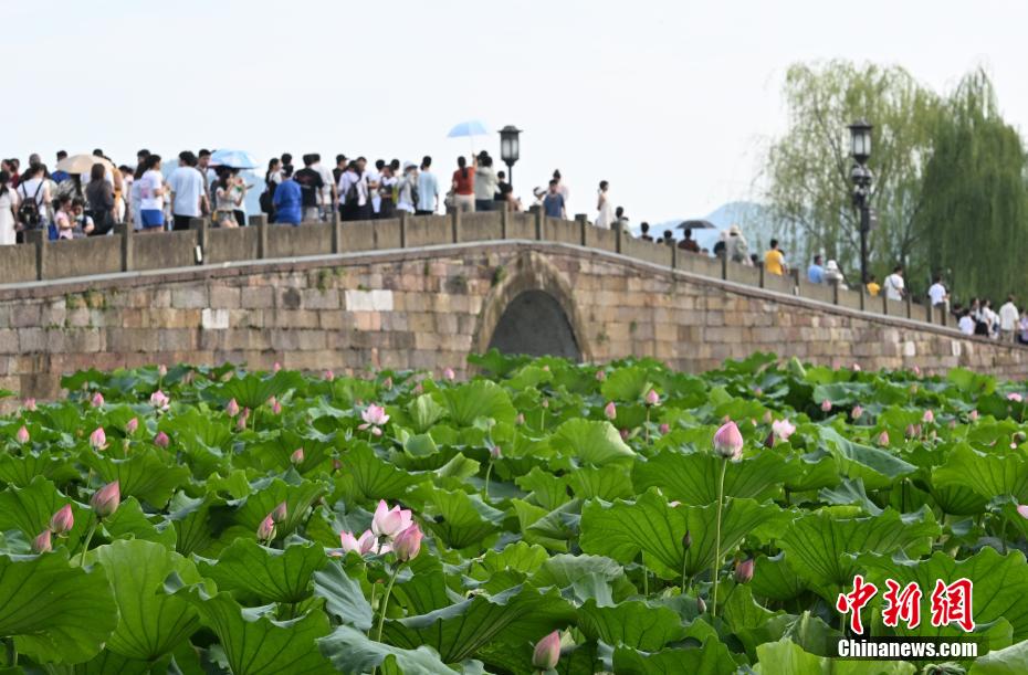 杭州西湖荷花开放吸引游人