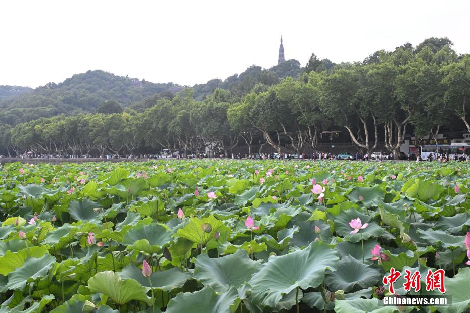 杭州西湖荷花开放吸引游人