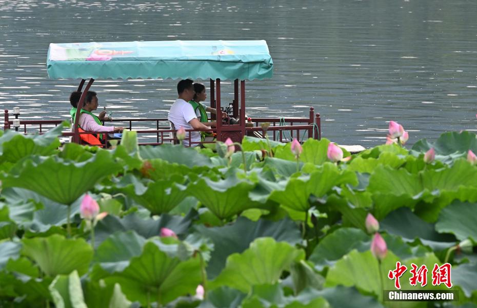 杭州西湖荷花开放吸引游人