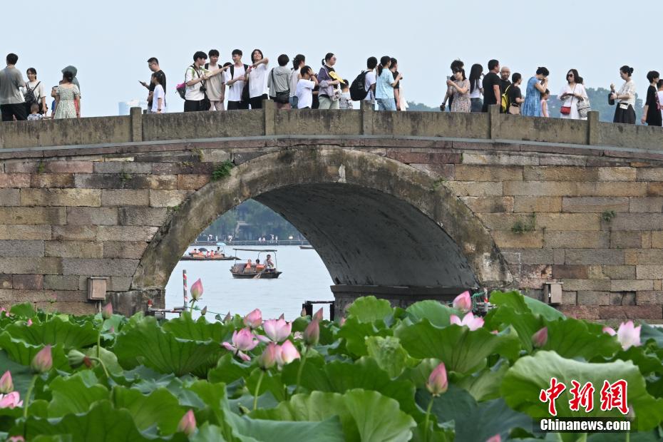 杭州西湖荷花开放吸引游人