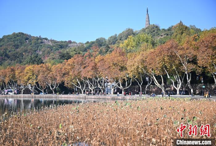 浙江杭州：初冬西湖“披彩妆”