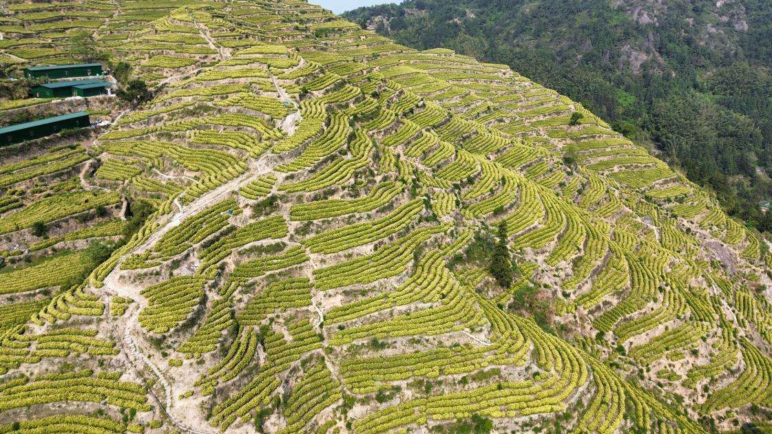 浙江温州鹿城山福白茶：让茶山变成致富“金山”