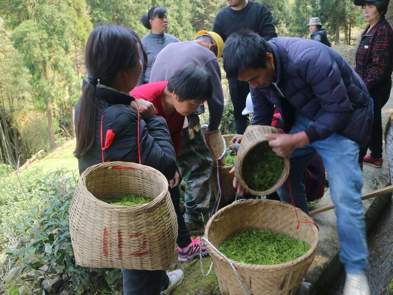 浙江温州鹿城山福白茶：让茶山变成致富“金山”