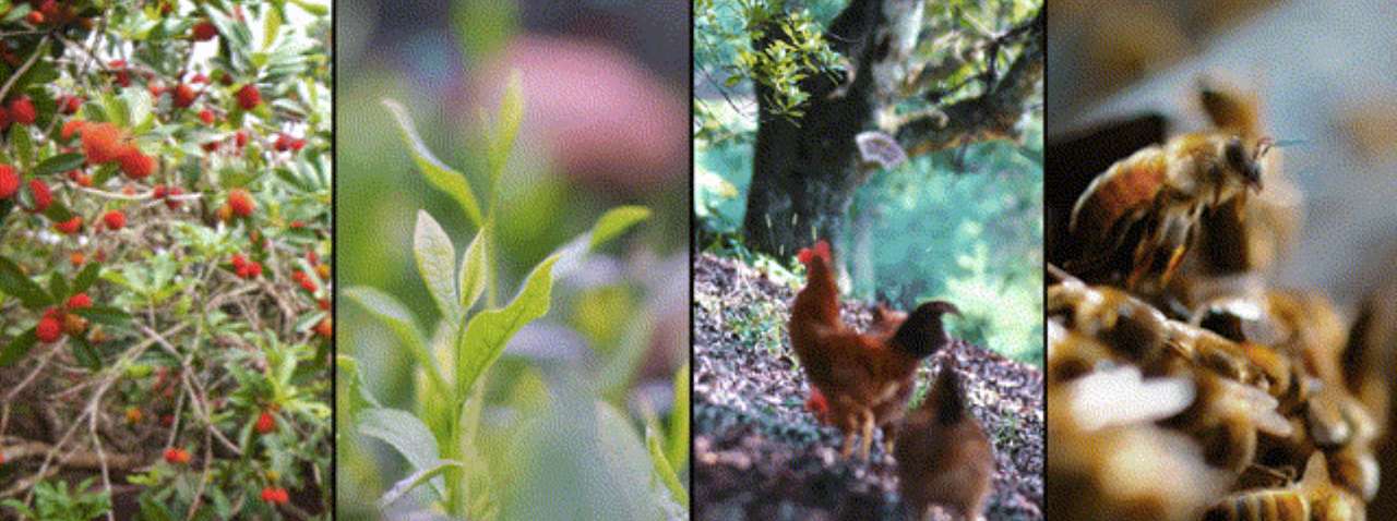 浙江仙居古杨梅群复合种养系统获联合国粮农组织(FAO)授牌