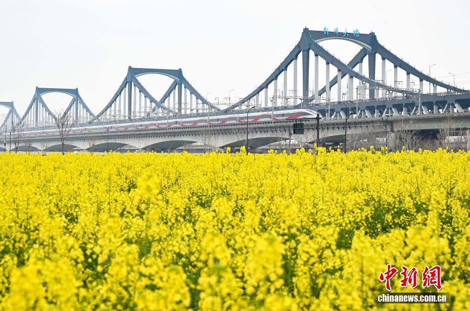 杭州“CBD花田”盛放 “开往春天的列车”吸引民众 杭州“CBD花田”盛放 “开往春天的列车”吸引民众