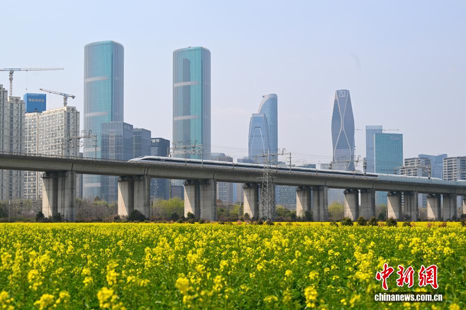 杭州“CBD花田”盛放 “开往春天的列车”吸引民众