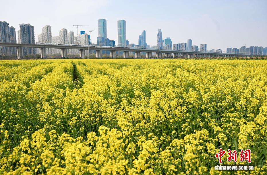 杭州“CBD花田”盛放 “开往春天的列车”吸引民众 杭州“CBD花田”盛放 “开往春天的列车”吸引民众