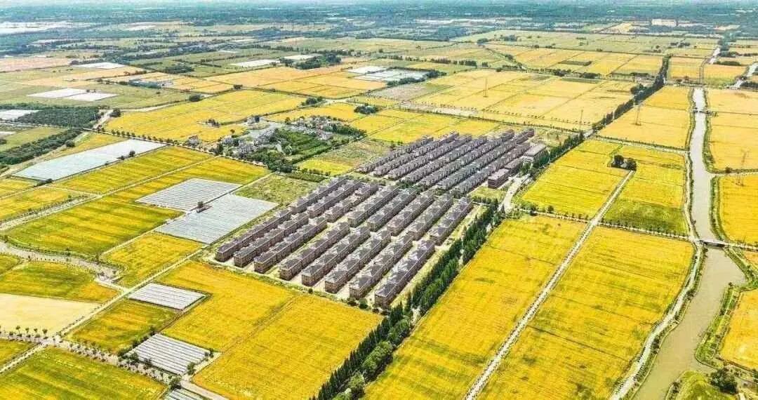秀洲一粒米,“链”出55亿元大产业!