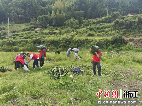 浙江龙泉，田间采收忙。龙泉市委宣传部供图