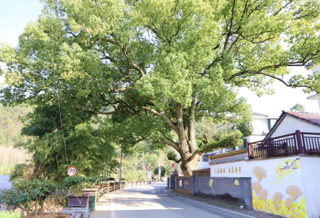 绿水青山求真意：一棵树、一片叶让开化金星村成为大山里的明星村