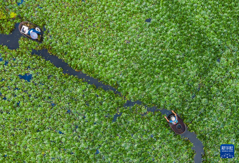 浙江湖州：处暑时节采菱忙