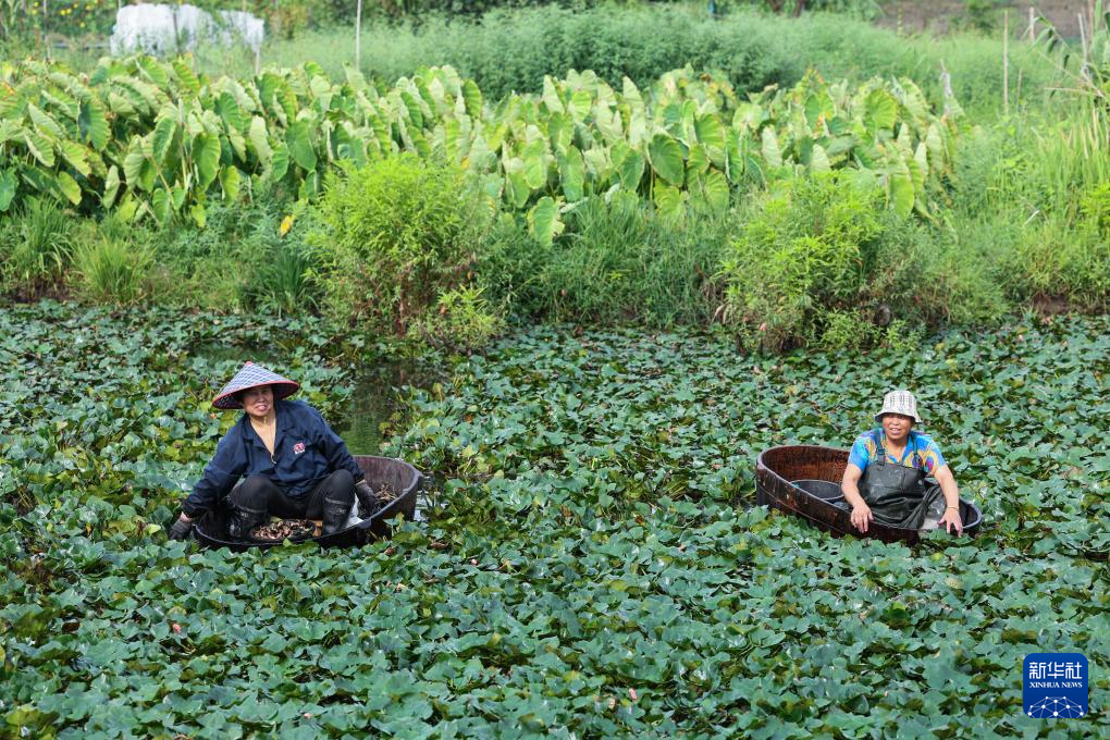 浙江湖州：处暑时节采菱忙