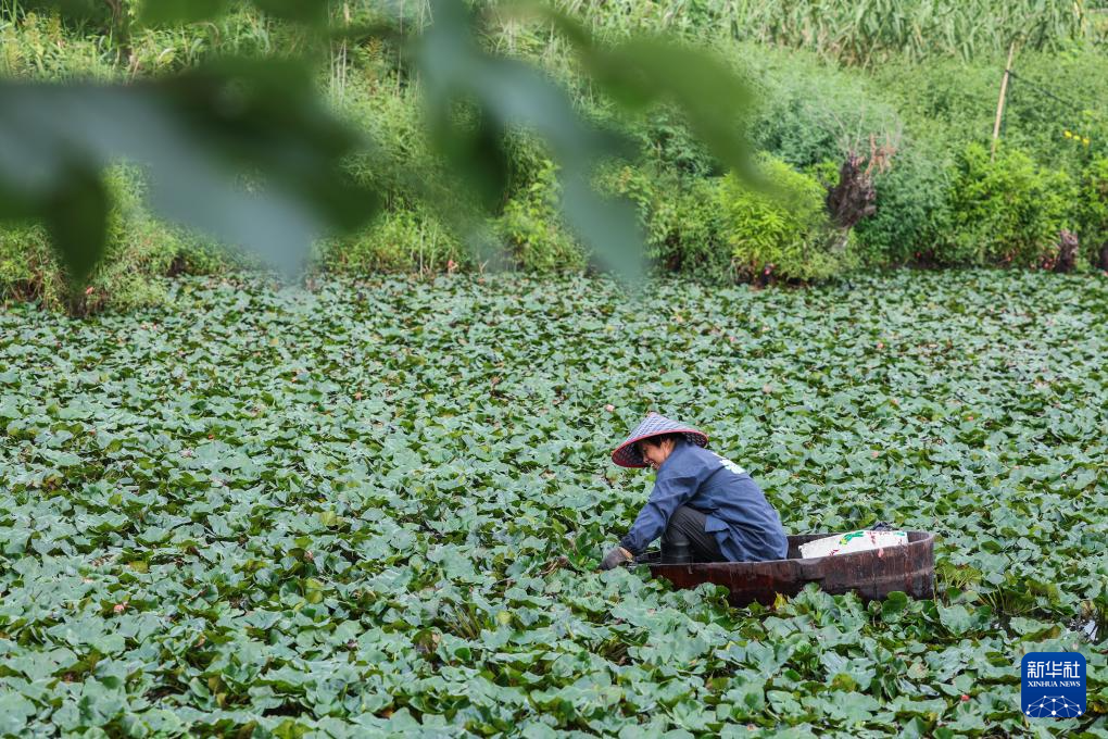 浙江湖州：处暑时节采菱忙