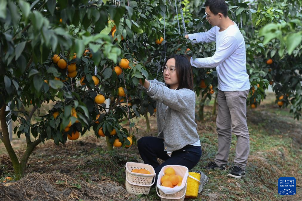 浙江湖州：千亩“红美人”柑橘迎来收获季