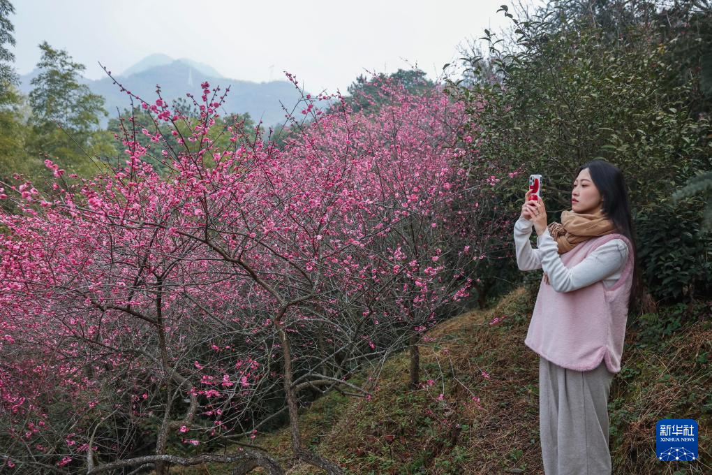 五彩梅园开启春季乡村旅游季