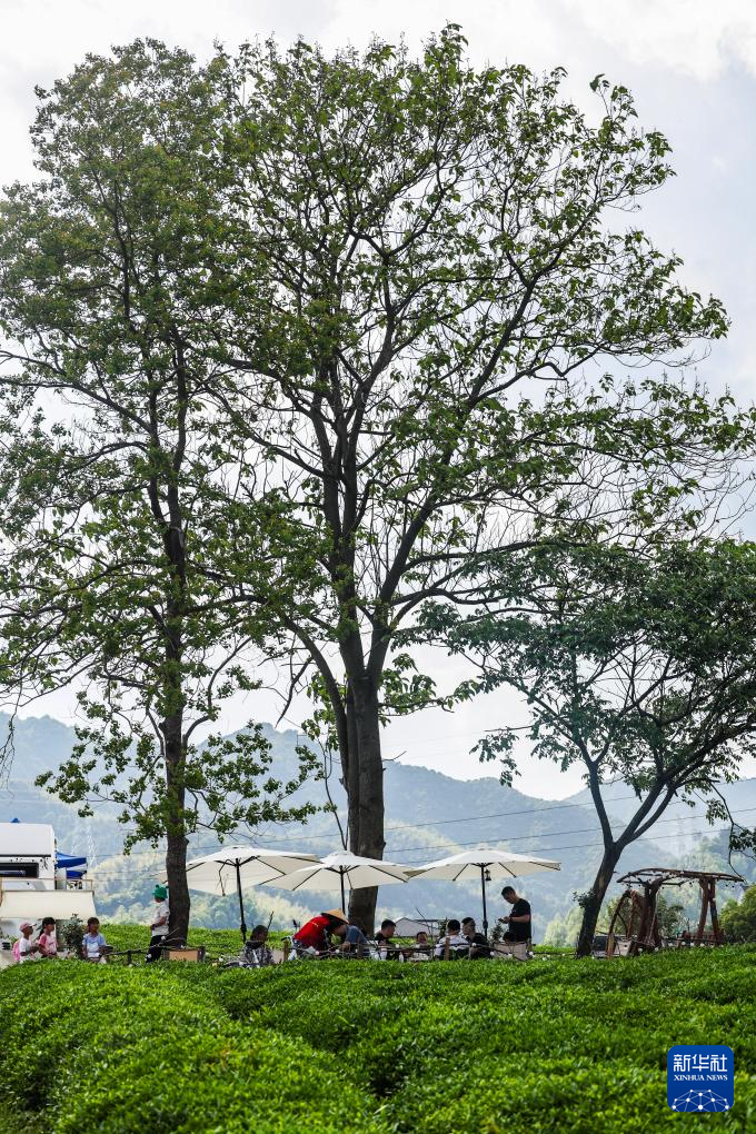 浙江建德：千亩茶园打造假日消费新场景