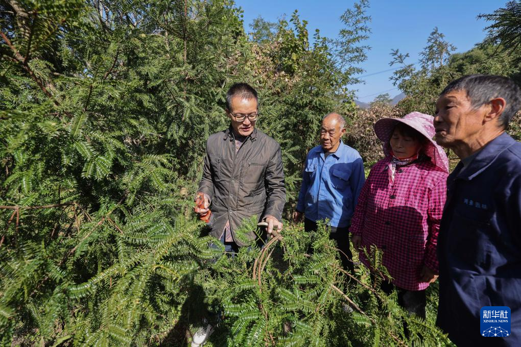 浙江诸暨：党建引领打造香榧之乡共富产业链
