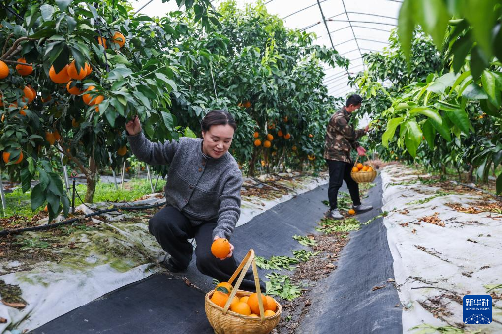 浙江长兴：发展特色农业助力乡村振兴