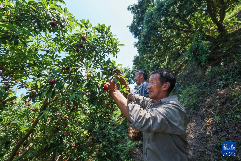 浙江慈溪:迎杨梅丰收季