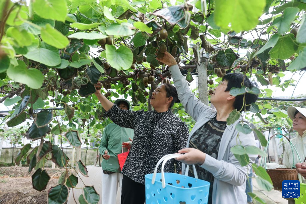 浙江慈溪:初秋时节家庭农场迎丰收