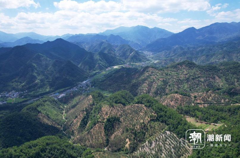 化不开的乡愁代代传承，临安山核桃开杆，一家老小齐上阵